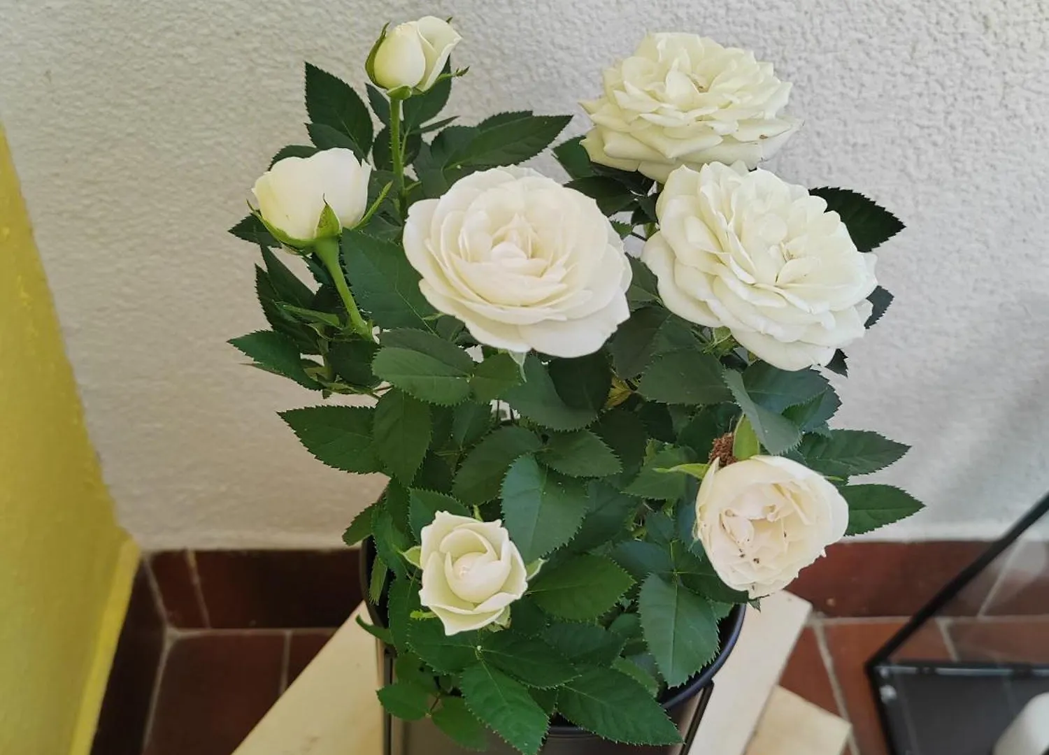 Animasei Apartment, Blizina Kbc Rijeka - Lokalitet Susak